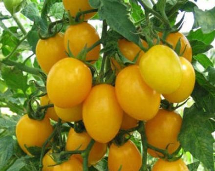 Tomaattilajikkeen meripihkanruskean f1 kuvaus ja ominaisuudet