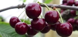 Descrizione e caratteristiche della varietà di ciliegia Veda, coltivazione e cura