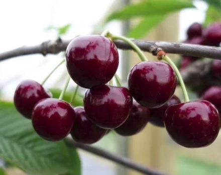 Descrizione e caratteristiche della varietà di ciliegia Veda, coltivazione e cura