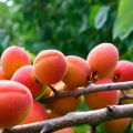 Warum Aprikose blüht, aber keine Früchte trägt, die Gründe und was dagegen zu tun ist