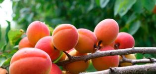 Warum Aprikose blüht, aber keine Früchte trägt, die Gründe und was dagegen zu tun ist