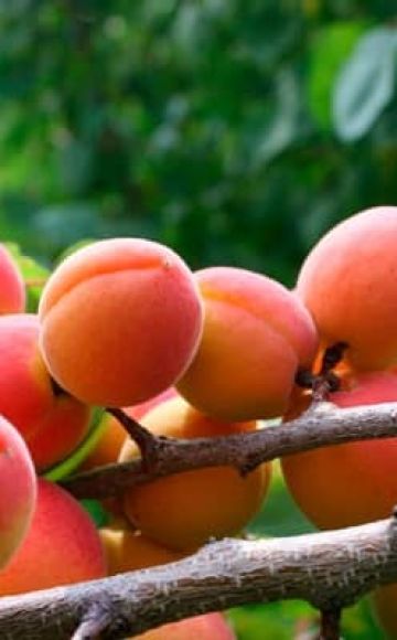Kāpēc aprikožu zied, bet nenes augļus, iemeslus un to, ko darīt
