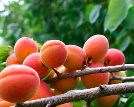 Kodėl abrikosai žydi, bet neduoda vaisių, priežastys ir ką dėl to daryti