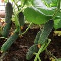 Prestige agurkų veislės aprašymas, auginimo ypatybės ir priežiūra