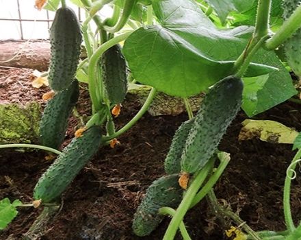 Beschrijving van de Prestige-komkommersoort, teeltkenmerken en verzorging