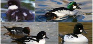 Description and lifestyle of gogol ducks, habitats and taste