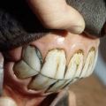 Kuinka monta hammasta hevosella on ja kuinka huolehtia heistä, viat ja hoito oikein