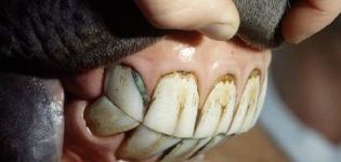 Колико зуба има коњ и како га правилно одржавати, недостатке и лечење