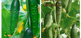 Descripció de la varietat de cogombre Emelya, característiques de cultiu i cura