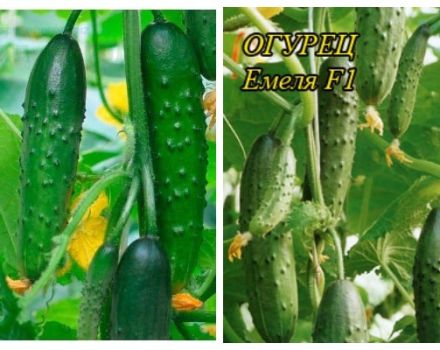 Descrizione della varietà di cetriolo Emelya, caratteristiche di coltivazione e cura