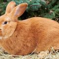 Descripción y características de la raza de conejo de Borgoña, reglas de mantenimiento.