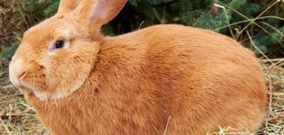 Descripción y características de la raza de conejo de Borgoña, reglas de mantenimiento.