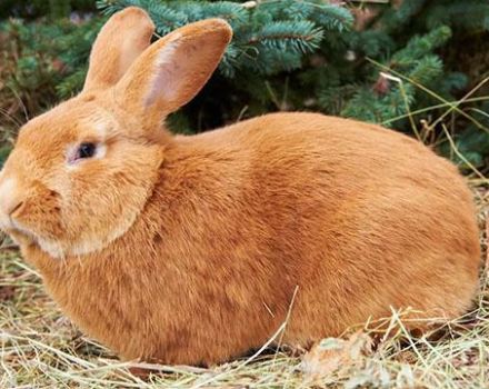 Burgundy tavşan ırkının tanımı ve özellikleri, bakım kuralları