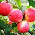 Description and characteristics of the Dream apple tree, planting, growing and care
