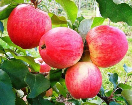 Opis i karakteristike jabuke iz snova, sadnja, uzgoj i njega