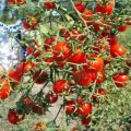 Caratteristiche e descrizione della varietà di pomodoro Grappolo dolce, la sua resa