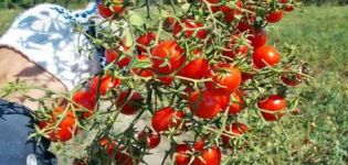 Characteristics and description of the tomato variety Sweet bunch, its yield