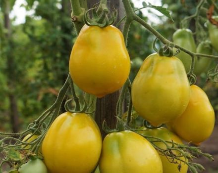 Descripción de la variedad de tomate Anna German y sus características