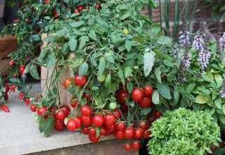 תכונות של גידול עגבניות שרי על אדן החלון בבית