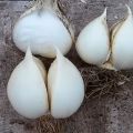 Česnakinių „Rocambol“ česnakinių svogūnų aprašymas, sodinimas, priežiūra ir auginimas