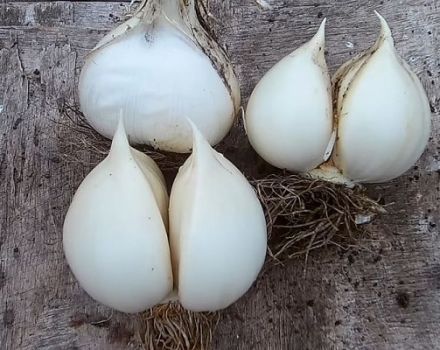 Česnakinių „Rocambole“ česnakinių svogūnų aprašymas, sodinimas, priežiūra ir auginimas