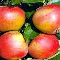 Opis a charakteristika odrody jabloní Sweet Nega, ukazovateľov výnosu a recenzií záhradníkov
