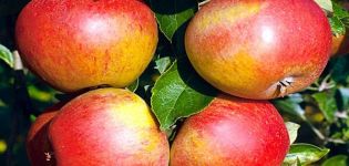 Beskrivelse og karakteristika for forskellige æbletræer Sweet Nega, udbytteindikatorer og anmeldelser af gartnere