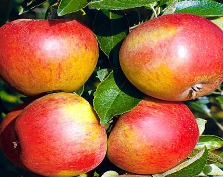 Descripció i característiques de la varietat de poma Sweet Nega, indicadors de rendiment i ressenyes dels jardiners