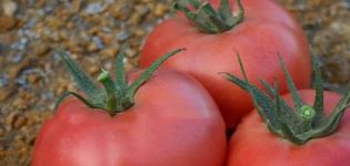Description of the tomato variety Roseanne F1 and its characteristics