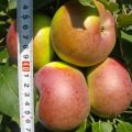 Descrizione e caratteristiche della fruttificazione di una mela colonnare della varietà Arbat e caratteristiche di coltivazione e cura