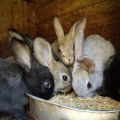Ist es möglich, Kaninchen Gerste zu geben, und wie richtig, die Vorteile und Nachteile von Getreide