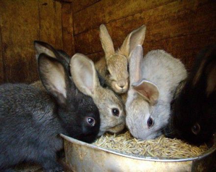Je možné dať jačmeň králikom a ako správne, výhody a poškodenie obilnín