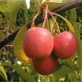 وصف وخصائص المجموعة الزخرفية ذات الأوراق الحمراء لأشجار التفاح Nedzvetsky والغرس والرعاية