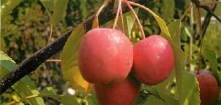 Beskrivelse og karakteristika for den rødbladede dekorative række Nedzvetsky-æbletræer, plantning og pleje