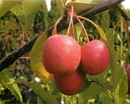 Descripción y características de la variedad decorativa de hojas rojas de los manzanos Nedzvetsky, plantación y cuidado.