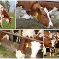 Determination of the dry period and how long it takes for cows, preparation