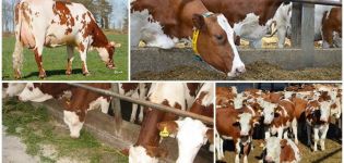 Determinazione del periodo di siccità e del tempo impiegato per le vacche, preparazione