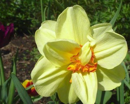 Description and characteristics of the Tahiti narcissus variety, care and application
