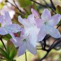 Beskrivelse og karakteristika for Schlippenbachs rododendron, plantning og dyrkning
