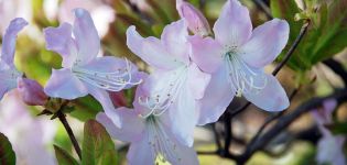 Beskrivelse og karakteristika for Schlippenbachs rododendron, plantning og dyrkning