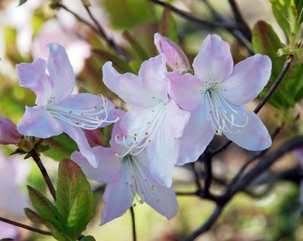 Opis a charakteristika Schlippenbachovho rododendronu, výsadba a kultivácia