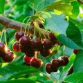 Plante, dyrke og pleje kirsebær i Uralerne, vælg passende sorter
