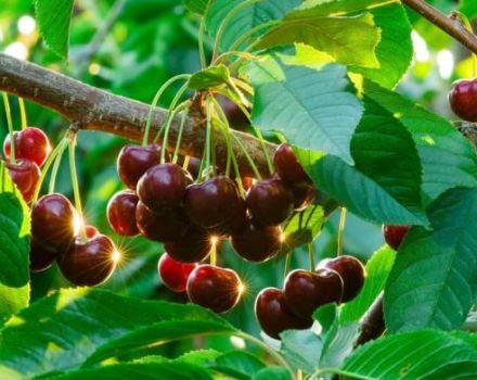 A cseresznye ültetése, termesztése és gondozása az Urálban, megfelelő fajták kiválasztása