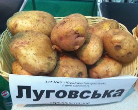 Opis odrody zemiakov Lugovskoy, pestovateľských znakov a výnosov