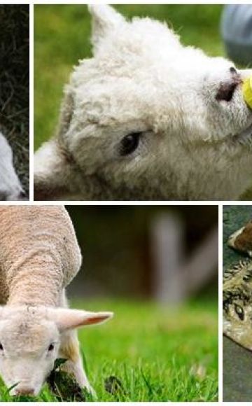 Phải làm gì nếu một con cừu bị sưng bụng và nguyên nhân là gì, cách điều trị chứng cuồng bụng