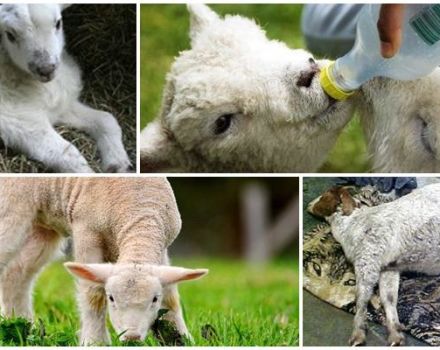 Phải làm gì nếu một con cừu bị sưng bụng và nguyên nhân là gì, cách điều trị chứng cuồng bụng