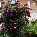 Characteristics and planting of Rouge Cardinal cultivar clematis, pruning group