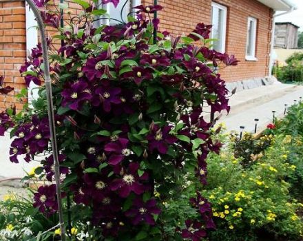 Characteristics and planting of Rouge Cardinal cultivar clematis, pruning group