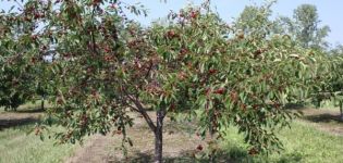 The best self-fertile and undersized cherry varieties for growing in central Russia, planting and care