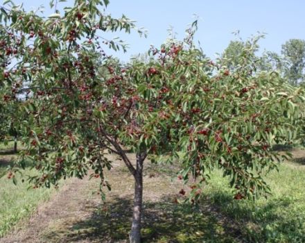 Las mejores variedades de cerezas autofértiles y de tamaño insuficiente para cultivar en Rusia central, plantar y cuidar.